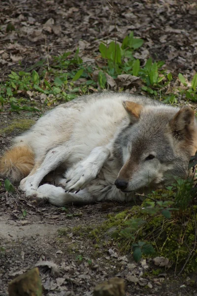 Grijze Wolf - Canis lupus — Stockfoto