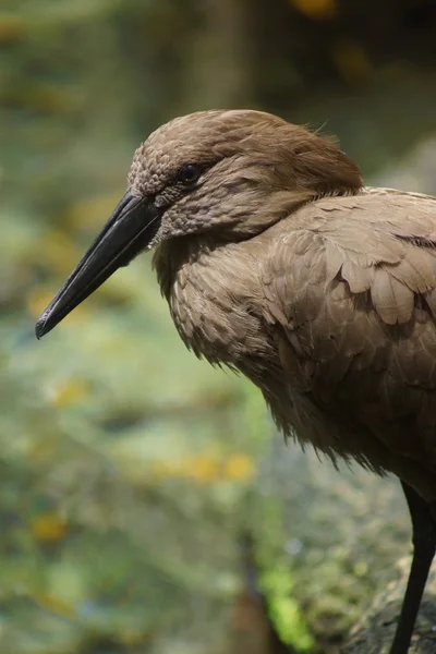 Hammerkop - Scopus umbretta — Stock Photo, Image