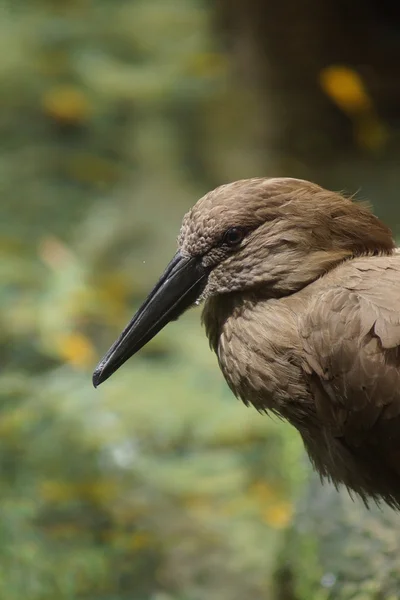 Hammerkop - Scopus umbretta — Stock Photo, Image