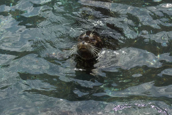 Harbor Seal - Phoca vitulina — Stockfoto