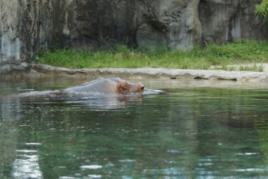 su aygırı - su aygırı amphibius