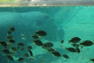 su aygırı - su aygırı amphibius