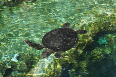 Kemp's Ridley Sea Turtle - Lepidochelys kempii clipart