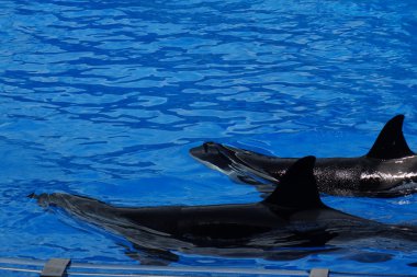 Katil balina - Orcinus orca