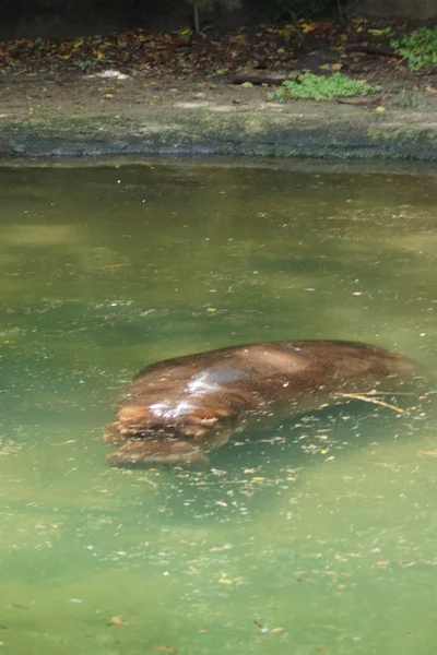 Su aygırı - su aygırı amphibius — Stok fotoğraf