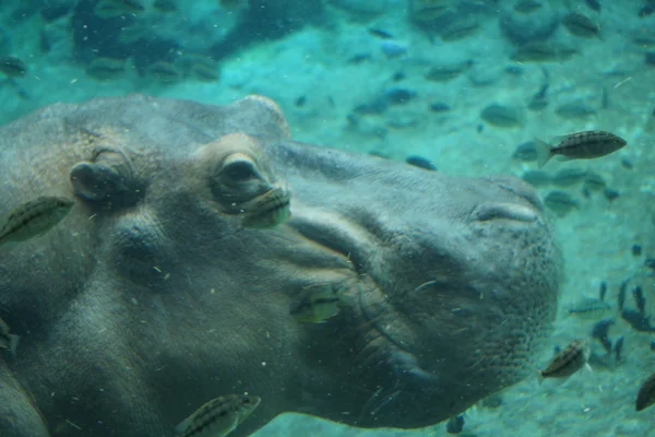 Hipopótamo - Hipopótamo anfíbio — Fotografia de Stock
