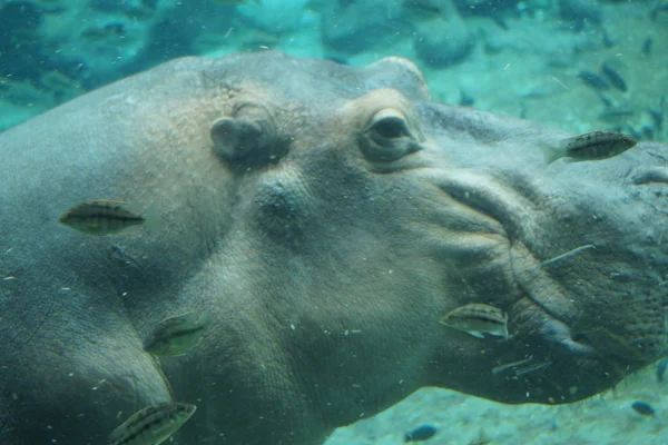 Flodhäst - hippopotamus amphibius — Stockfoto