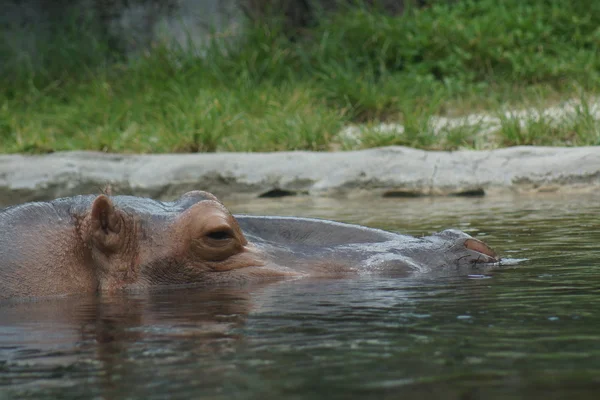 Hippopotamus - Хіпопотам амфібія — стокове фото