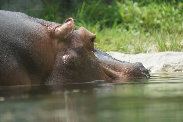Hippopotame - Hippopotame amphibie — Photo