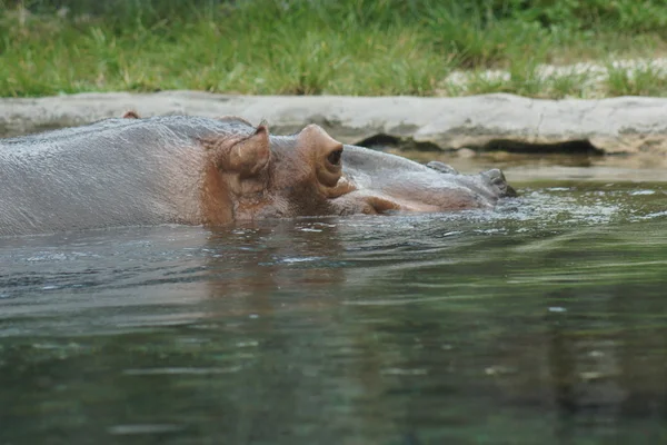 Hippopotamus - Хіпопотам амфібія — стокове фото