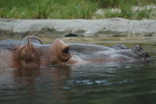 Hipopótamo - Hippopótamo anfibio — Foto de Stock
