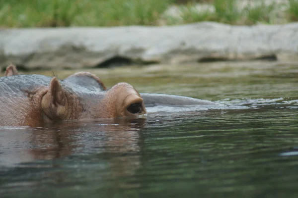 Víziló - amphibius víziló — Stock Fotó