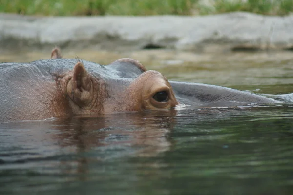 Flodhäst - hippopotamus amphibius — Stockfoto