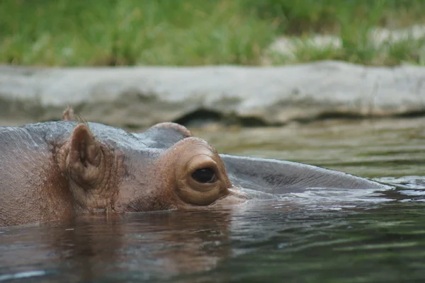 Flodhäst - hippopotamus amphibius — Stockfoto