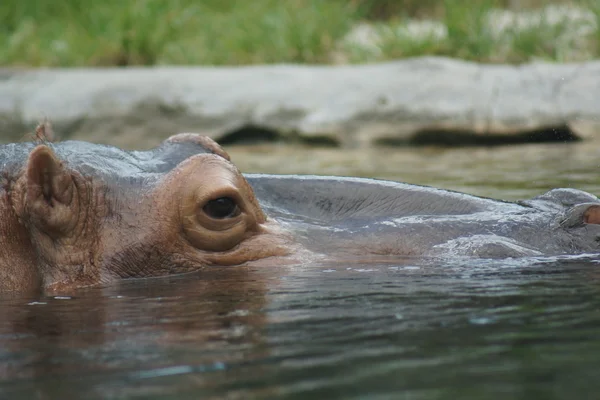 Flodhäst - hippopotamus amphibius — Stockfoto