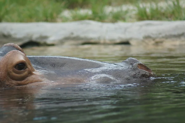 Nilpferd - Nilpferd-Amphibie — Stockfoto