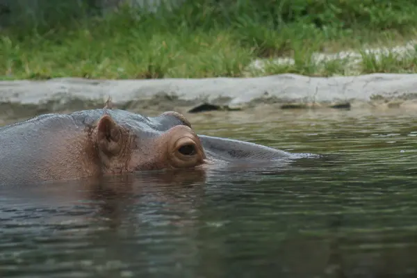 Hippopotamus - Хіпопотам амфібія — стокове фото