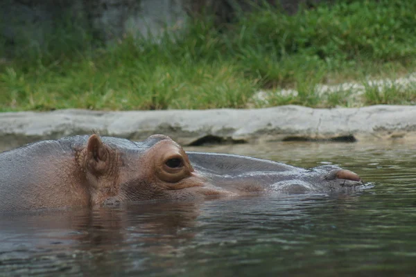 Nilpferd - Nilpferd-Amphibie — Stockfoto