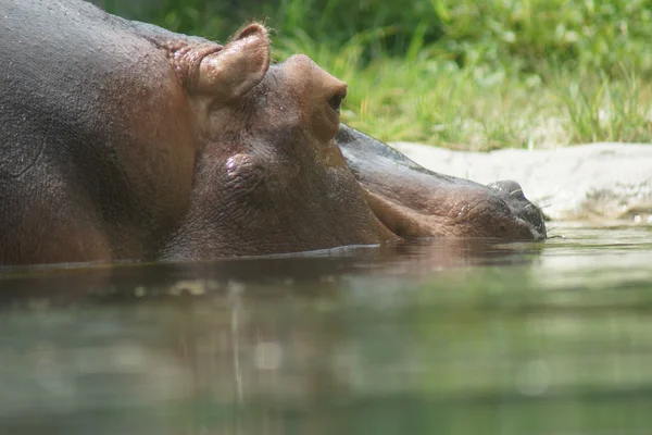 Hippopotamus - Hippopotamus amphibius — Stock Photo, Image