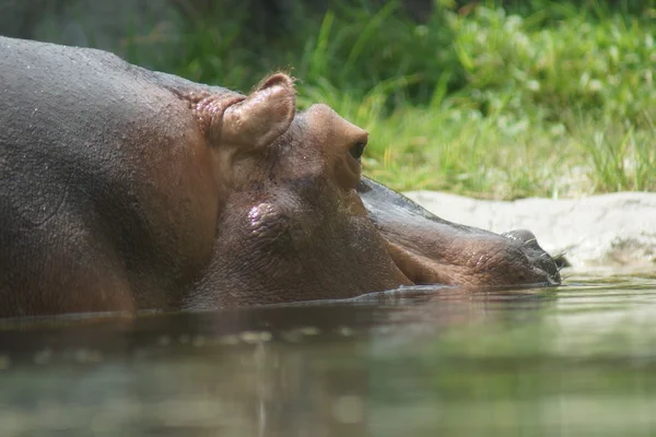 Flodhäst - hippopotamus amphibius — Stockfoto