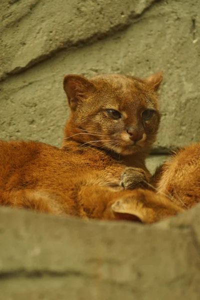 Jaguarundi - Puma yagouaroundi — Stock Photo, Image