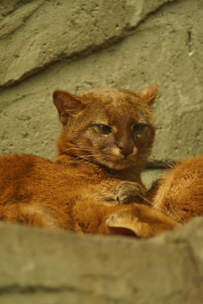 Jaguarundi - Puma yagouaroundi — Stok fotoğraf