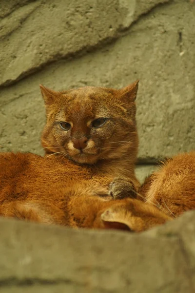 Jaguarundi - Puma yagouaroundi — Stock Photo, Image