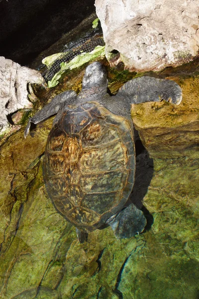 Kemp'in Ridley deniz kaplumbağası - Lepidochelys kempii — Stok fotoğraf