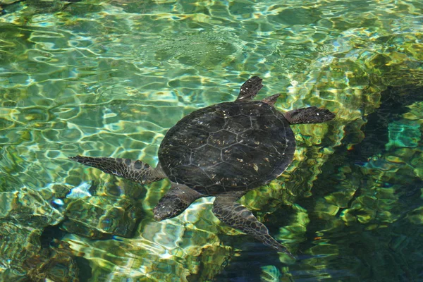 Kemp's Ridley Sea Turtle - Lepidochelys kempii — Stock Photo, Image