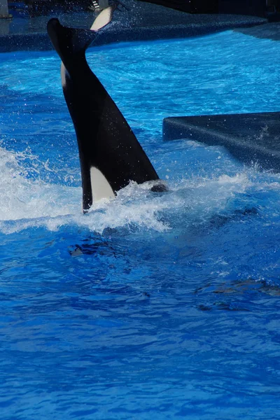 Kardszárnyú delfin - Orcinus orca — Stock Fotó