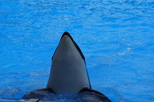 Orka - Orcinus orca — Zdjęcie stockowe