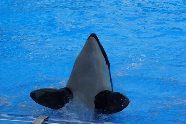 Katil balina - Orcinus orca — Stok fotoğraf