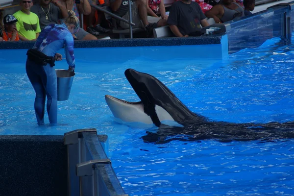 Baleia assassina - Orcinus orca — Fotografia de Stock