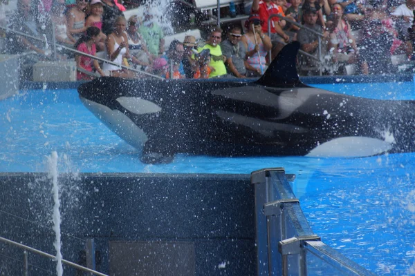 Ballena asesina - Orcinus orca —  Fotos de Stock