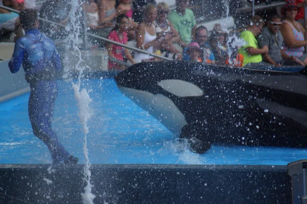 Ballena asesina - Orcinus orca —  Fotos de Stock