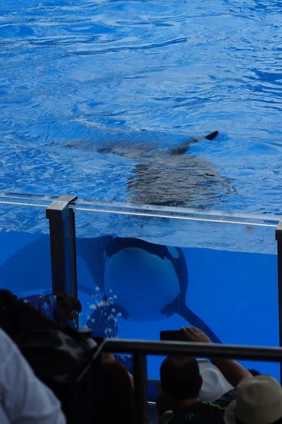 Killer Whale - Orcinus orca — Stock Photo, Image