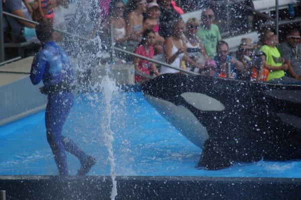 Ballena asesina - Orcinus orca — Foto de Stock