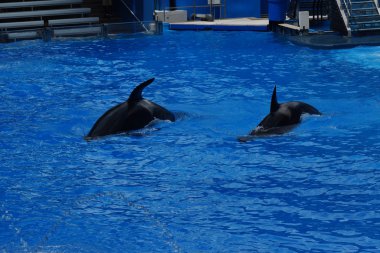 Katil balina - Orcinus orca