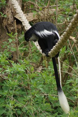 colobus - colobus polykomos Kral