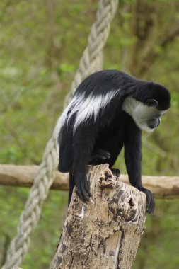 colobus - colobus polykomos Kral