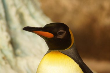 King Penguin - Aptenodytes patagonicus clipart
