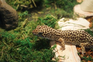 leopar gecko - eublepharis macularius