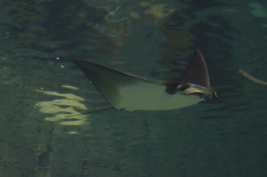 Daha az Devil Ray - Mobula hypostoma