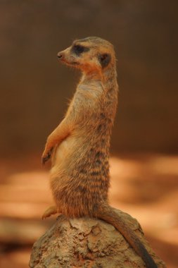 Meerkat - Suricata suricatta