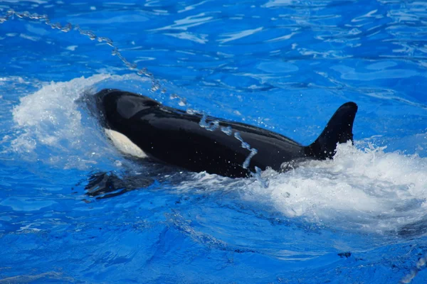 Baleia assassina - Orcinus orca — Fotografia de Stock