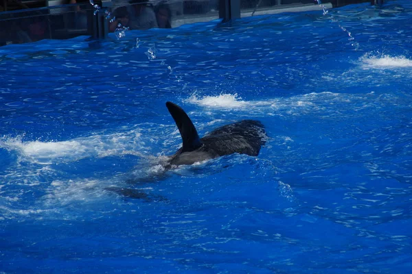 Killer Whale - Orcinus orca — Stock Photo, Image