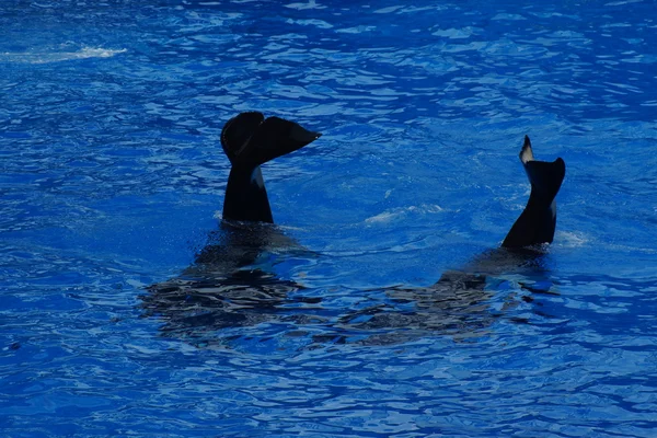 Killer Whale - Orcinus orca — Stock Photo, Image