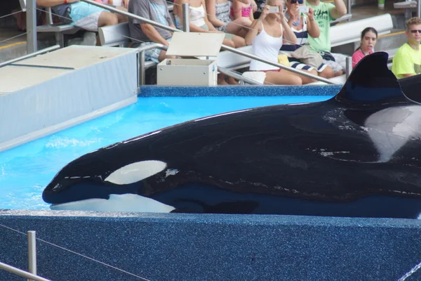 Baleia assassina - Orcinus orca — Fotografia de Stock