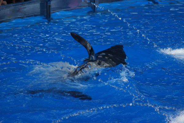 Вбивця китів - Orcinus orca — стокове фото