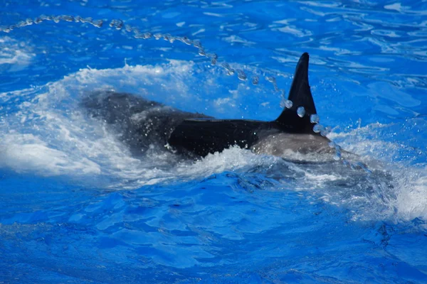 Ballena asesina - Orcinus orca —  Fotos de Stock